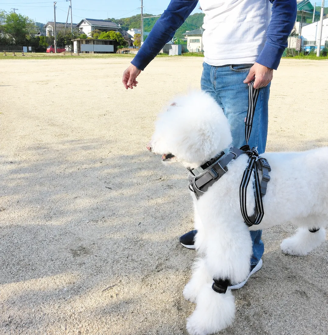 歩けるくんネックバンド｜シニア犬の歩行サポート用品 | STEP EQT