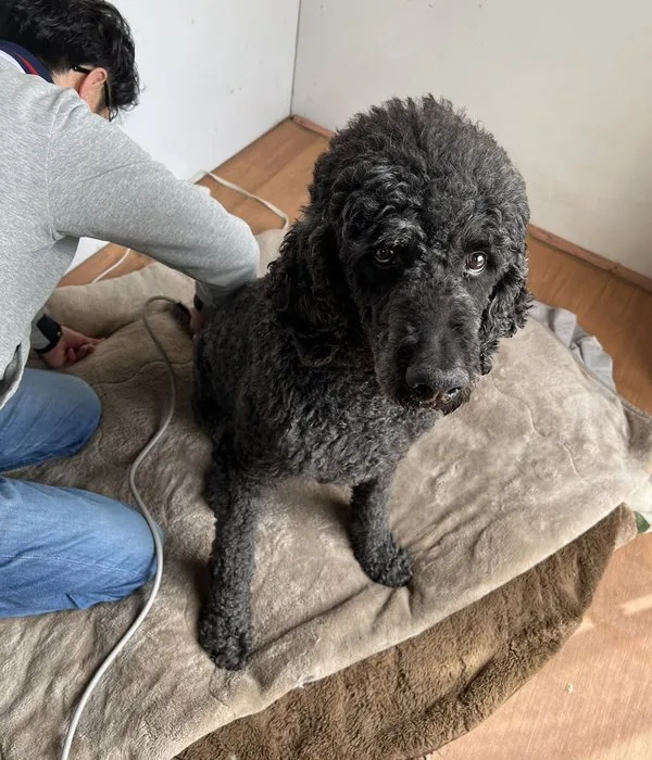 メディセル機器で犬の筋膜リリースを行う店長の森(スタンダードプードル)