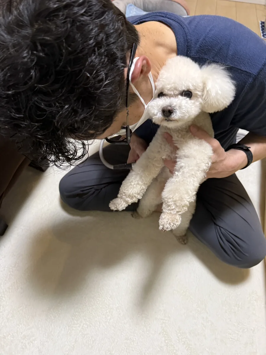 メディセル機器で犬の筋膜リリースを行う店長の森(トイプードル)